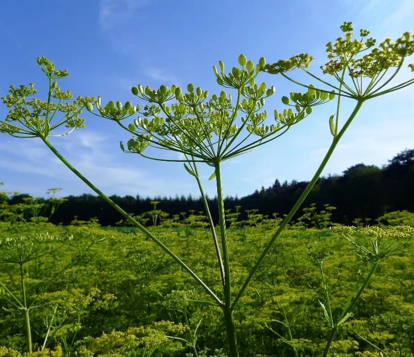 3-daagse cursus over groente: Zaden en rassen in de biologische en biodynamische landbouw - dag 2